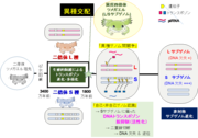 【図１】ツメガエル異種交配後の非対称サブゲノム進化モデル.png