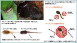 【名古屋大学】ウンチをしないオタマジャクシを新発見　～生息環境を汚さない衛生戦略で生存率を上昇～