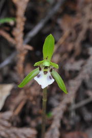 図１A：Dactylostalix ringens（イチヨウラン）　富士山周辺では、標高1,500～2,200m付近に自生。花には黒紫色の斑紋が多く、唇弁の両側面の切れ込みが顕著なのが特徴。