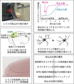 幼少期の脳における記憶維持にはたらくオステオクリン ～ヒヨコ脳の大脳皮質にあたる領域の研究から--北里大学
