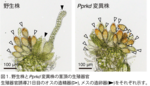 ヒメツリガネゴケをモデルとしてメスの生殖器官発生を運命づける転写因子PpRKDの同定に成功