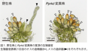 図１.png