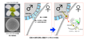 花粉の活性化時に機能するVPS13の発見.png