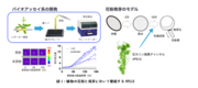 図1：植物の花粉と発芽において機能するVPS13.png