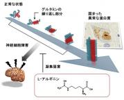 図：L-アルギニンの効果　L-アルギニンはポリグルタミン蛋白質が凝集するのを防ぎます。.jpg