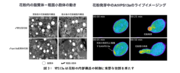 図3： VPS13aは花粉の内部構造の制御に重要な役割を果たす.png