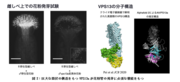 図2：巨大な筒状の構造をもつVPS13aが花粉管の発芽に必須な機能をもつ.png