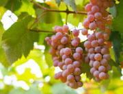 grapes.jpg