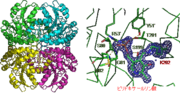 【図１】TM1270の立体構造 (4量体; 左) 及び活性中心部位 (右).png