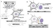 図：過分化メラノーマ細胞の誘導と、過分化メラノーマ細胞の免疫感受性.jpg