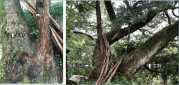 接木の痕跡が見つかったカヤの樹（傾斜して育つ主幹と、直立して育つヒコバエ）.png