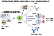 【日本大学】難病同士の合併 メカニズムを日大が解明.jpg