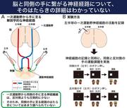 図１：一次運動野から手の筋肉に至る解剖学的経路と本実験の実験方法.jpg