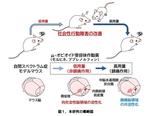 自閉スペクトラム症の薬物治療へ新たな光！ ～鎮痛作用を示さない低用量オピオイドが社会性に関わる機能を改善～