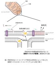 20250214release_fig3.jpg