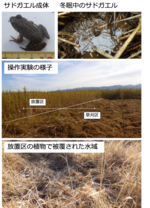 【龍谷大学】新潟県佐渡島の固有両生類サドガエルの越冬環境に迫る調査を実施。水生動物の生息環境保全策の提案へ