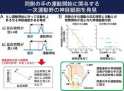 図２：同側の手の運動開始に関わる神経細胞の例.jpg