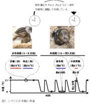 【図１. シマリスの冬眠と体温】.png