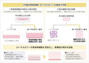 研究結果の概要図.jpg