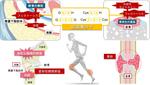 超硫黄分子の新知見！　超硫黄分子が拓く 骨再生・変形性関節症の新たな治療戦略