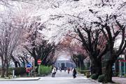 新座キャンパス桜(2010撮影)圧縮.jpg