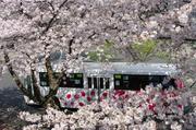 090406-004バス停前のソメイヨシノ.jpg