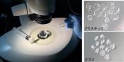 体外受精で用いられるガラス器具（左）、その影響で発生を停止させた胚（右下）.jpg