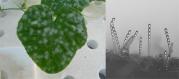 特定の農薬に耐性を示すメロンうどんこ病菌の菌叢（左）と分生子柄（右）.jpg