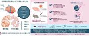 図１．GRN遺伝子変異によるFTD発症メカニズムとPGRN過剰発現の影響.jpg
