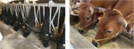 動物の筋肉からアミノ酸の一種 