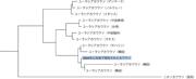 PhyloAnalysis-06-4.jpg