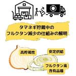 【酪農学園大学】貯蔵性の異なるタマネギのフルクタン代謝酵素活性の違いが明らかに～高貯蔵性タマネギの育成や機能性維持に適した貯蔵技術開発への貢献に期待