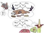 あえて「臭く」進化した花たちのニオイを生み出す仕組みを解明 ― 虫を呼ぶために複数の植物で収斂進化していた！