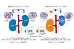 左右の腎臓が互いに機能のバランスを調節するメカニズムを解明