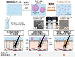 ナノ化ミノキシジルによる早い発毛効果とそのメカニズムを解明