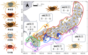 「サワガニ」の体色タイプ、一塩基多型（SNPs）に基づく遺伝的集団構造の地理的分布の概念図.png