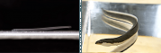 （左）完全養殖のシラスウナギ、（右）完全養殖のウナギ.png