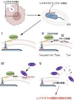【東京薬科大学/大阪大学/岐阜大学/京都大学】細胞内において自己・非自己の境界線を決定する分子パターンの発見 ～自己由来成分の病原体含有液胞をセルオートノマス免疫系が捕捉するメカニズムの解明～