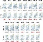 T2R14 の実験構造と、AlphaFold2（AF2）およびAlphaFold3（AF3）による予測構造の比較（発表論文Fig.4 から）.jpeg