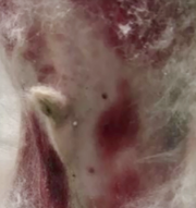 image1.png