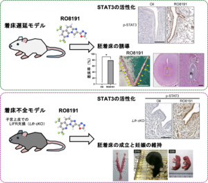 【麻布大学】受精卵（胚）の着床を誘導する効果的な化合物を発見～ヒトの不妊症や産業動物の低受胎への治療に貢献～