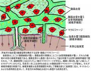 髄膜空間の図-広報用(島田厚良２).jpg