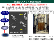 図1_本研究で用いたレアメタル代謝微生物.PNG