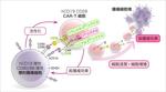 【東京医科大学】第二世代CAR-T細胞の抗腫瘍効果分子メカニズムを解明〜CAR-T細胞の機能的な違いと治療法選択の理解に期待〜