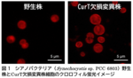 光合成生物の分裂に新たな仕組みを発見－チラコイド膜を形づくるタンパク質が細胞・葉緑体分裂にも関与―