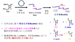 【名古屋大学】従来mRNAに対し100倍以上の翻訳活性を示す完全化学合成mRNAを開発～精密な化学修飾導入が拓くmRNA医薬の分子設計～