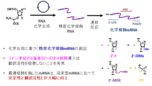 【名古屋大学】従来mRNAに対し100倍以上の翻訳活性を示す完全化学合成mRNAを開発～精密な化学修飾導入が拓くmRNA医薬の分子設計～