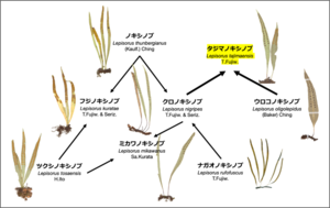 昭和医科大学らの共同研究チームが、百人一首にも詠まれるシダ植物の新種を兵庫県で発見　「タジマノキシノブ」と命名