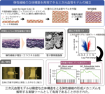 血管のしなやかさを生む「弾性線維」の立体構築に成功 ～三次元血管モデルを確立～