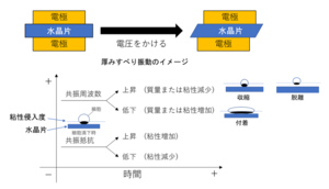 【東京工科大学】抗がん剤による細胞死の違いを「物理的変化」から可視化 ― 水晶振動子センサーで抗がん剤の作用機構の違いを解明 ―